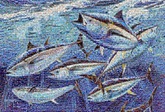 created using over 7,000 images of Bluefin supporters