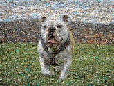 a mosaic of a favorite pet using 300 photos