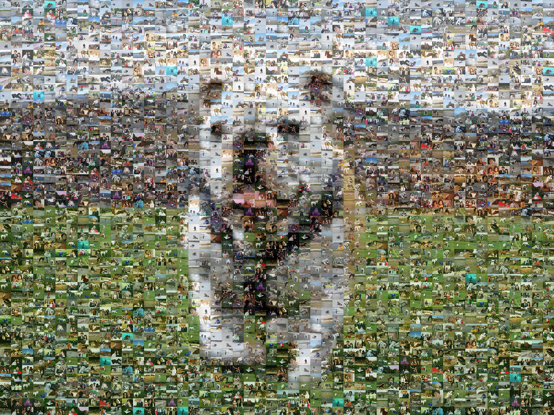 photo mosaic a mosaic of a favorite pet using 300 photos