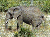 an image of an elephant using 2500 unique photos