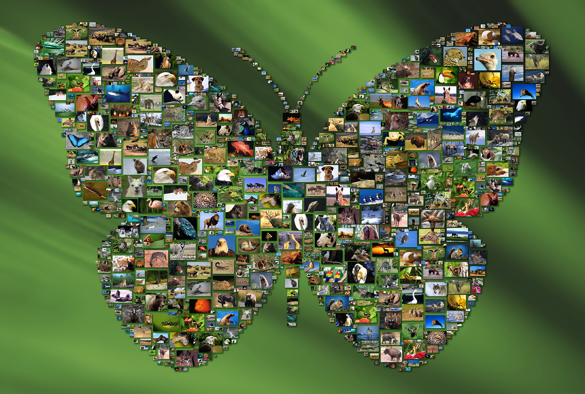 photo mosaic created using 386 wildlife photos on a custom backdrop